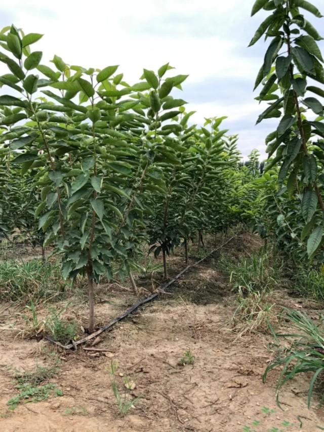 最新特大樱桃品种及其种植指南