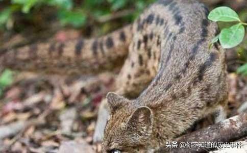 狸米学生版最新版下载，教育科技的全新里程碑