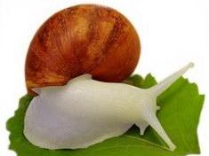 探索蜗牛世界的神奇与独特，最新发现与独特之处揭秘