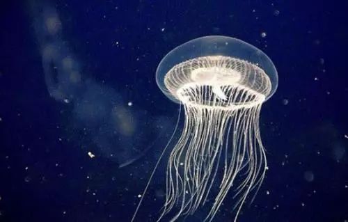 海洋神秘浮游生物——最新水母揭秘